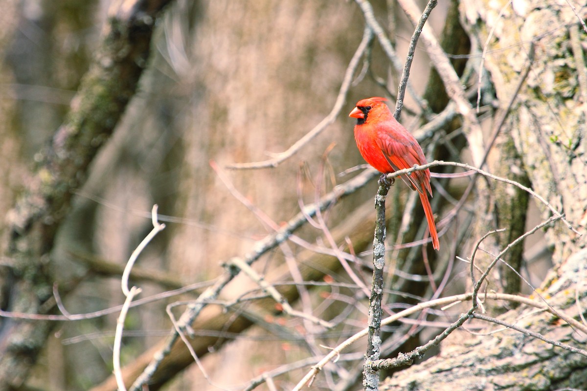 Northern Cardinal - ML643470252