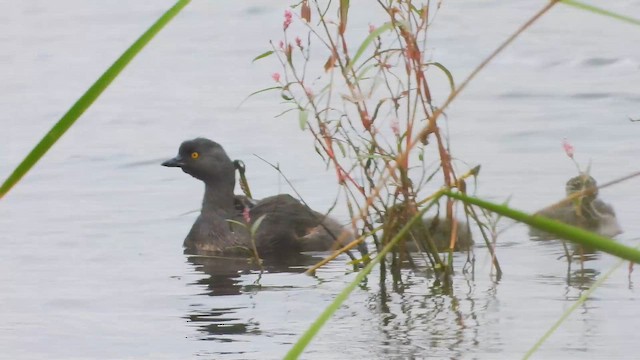 Least Grebe - ML643470259