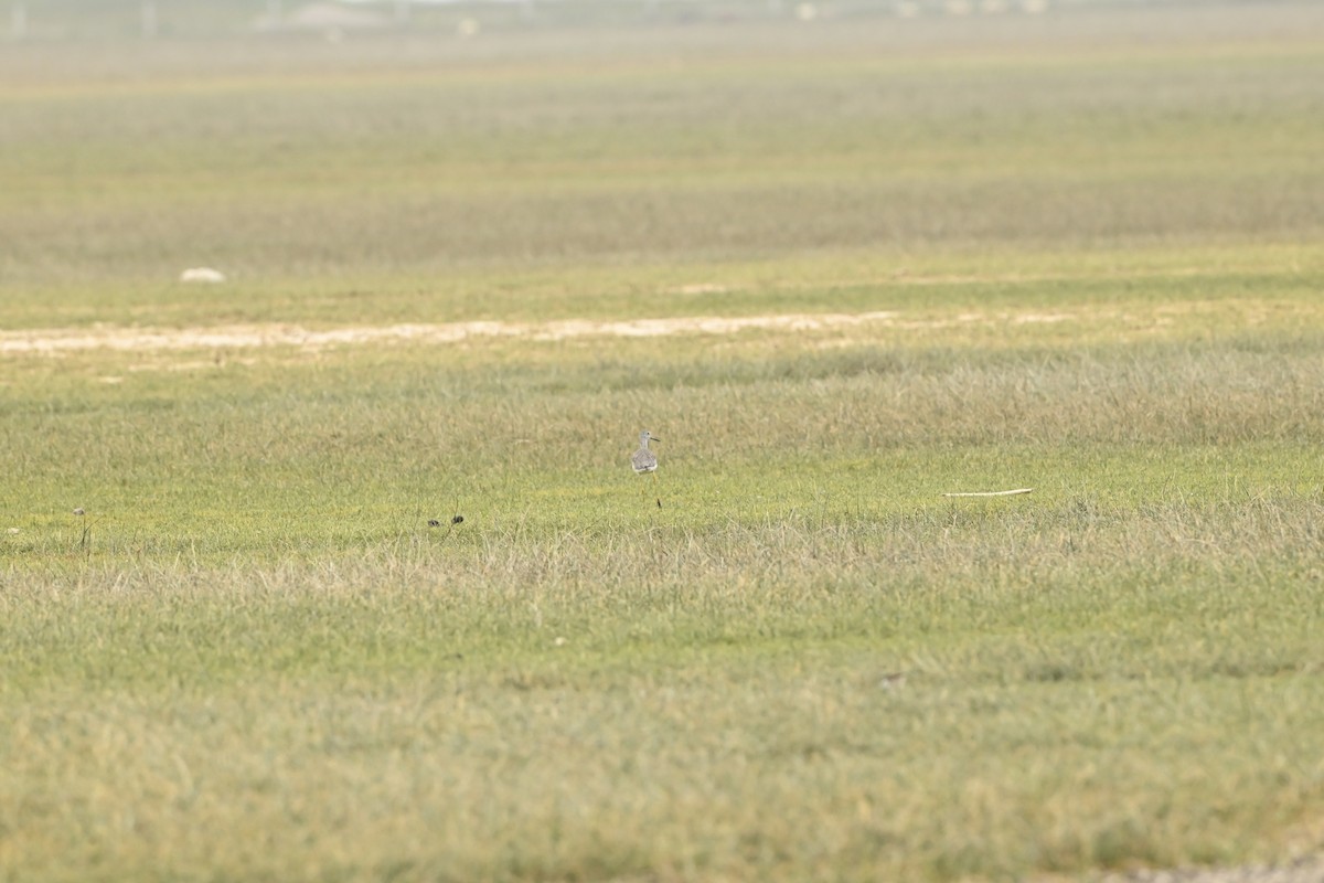 Greater Yellowlegs - ML643470269