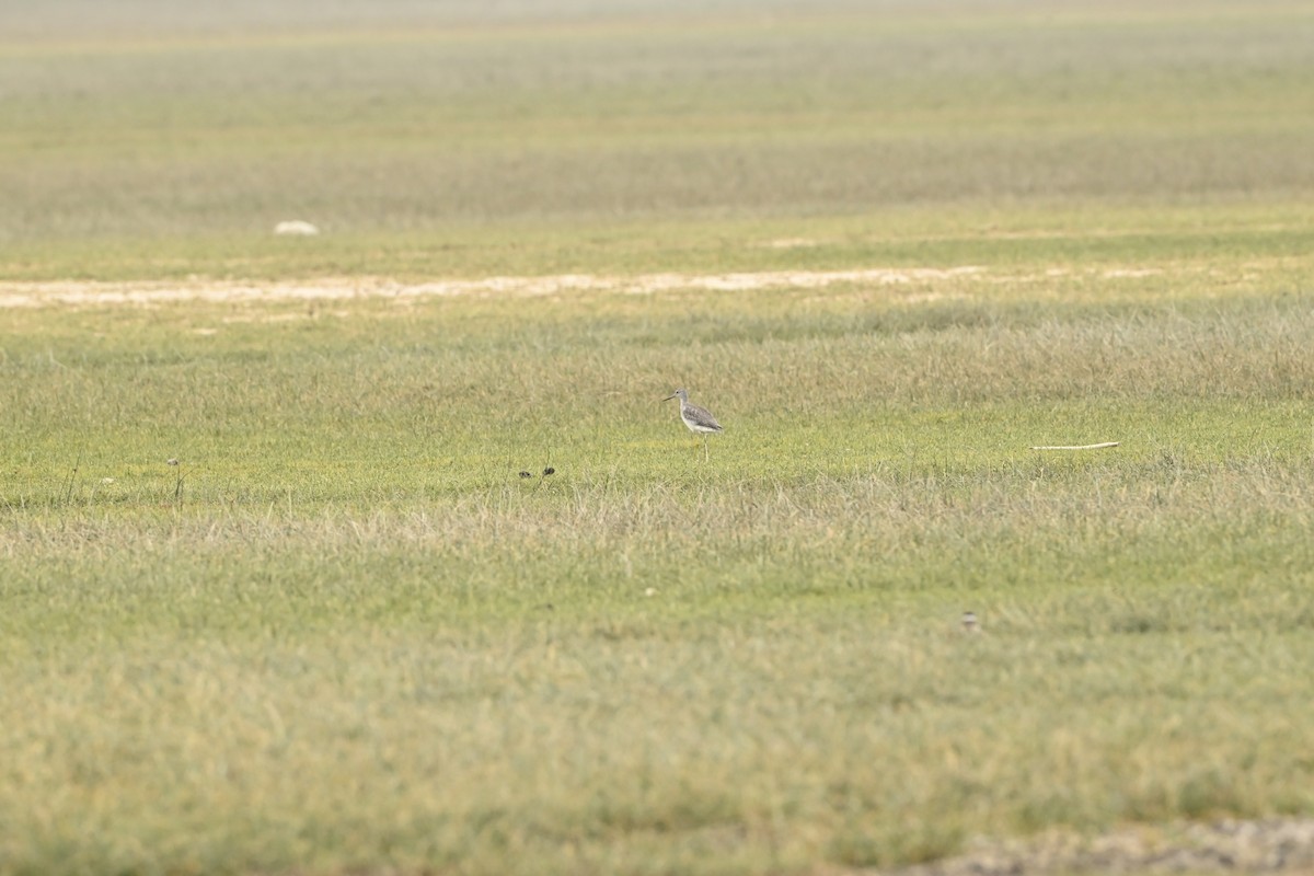 Greater Yellowlegs - ML643470270