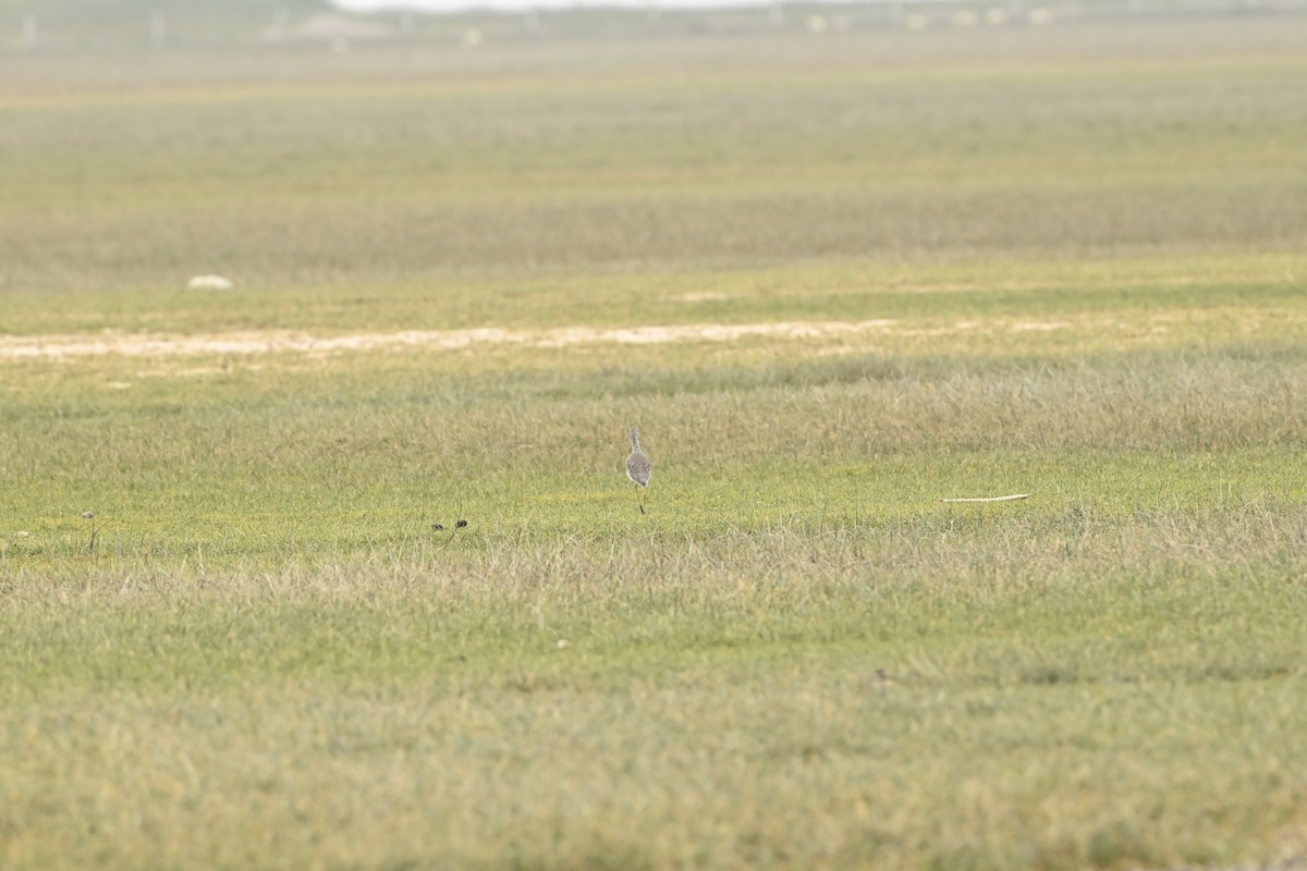Greater Yellowlegs - ML643470271