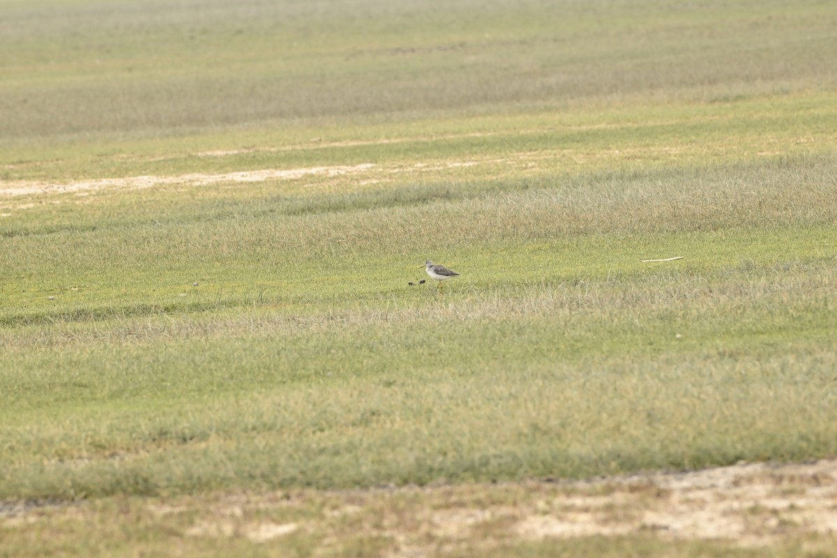 Greater Yellowlegs - ML643470272