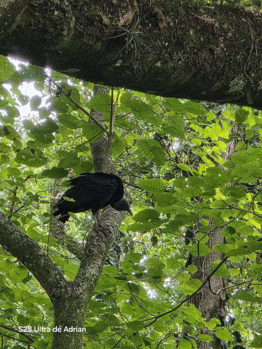 Black Vulture - ML643470274