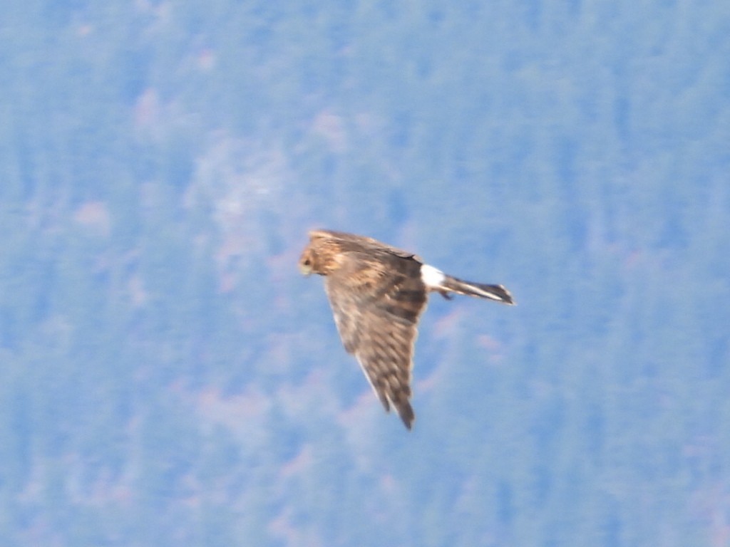 Northern Harrier - ML643470277