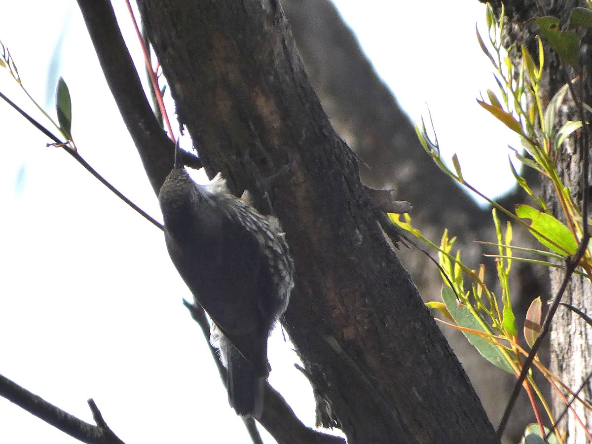 White-throated Treecreeper (White-throated) - ML643470291