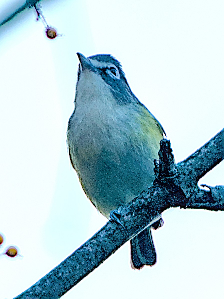 Blue-headed Vireo - ML643470298