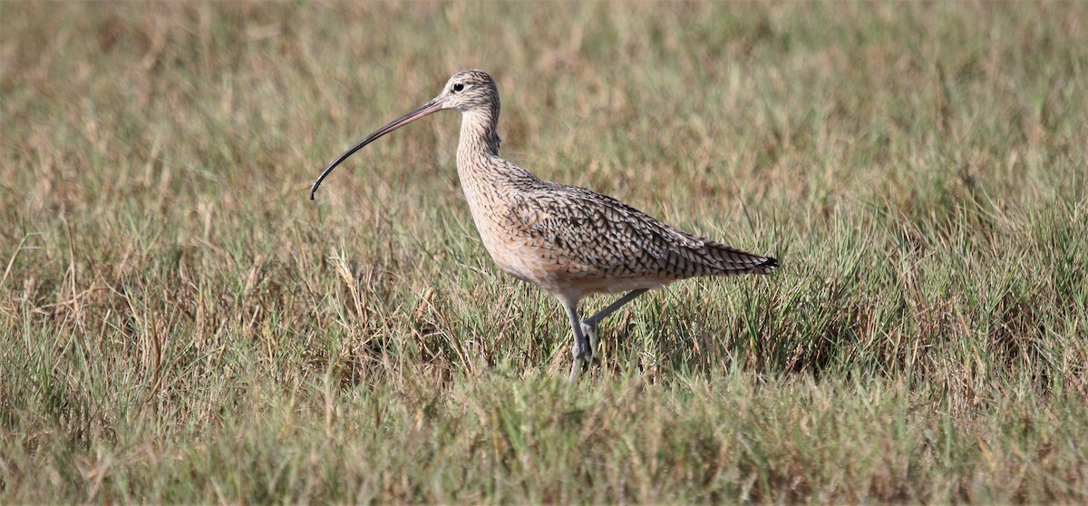 Long-billed Curlew - ML643470300