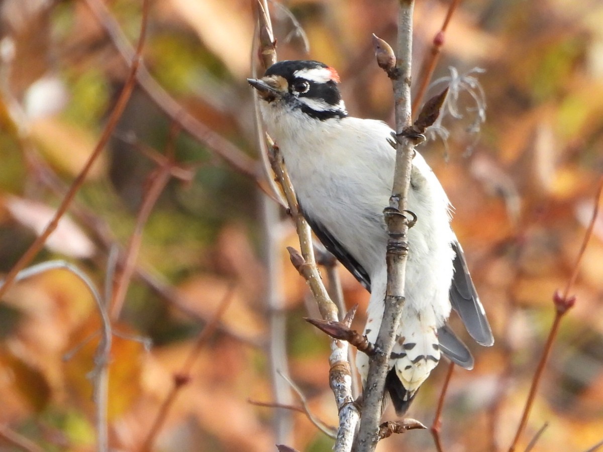 Downy Woodpecker - ML643470307