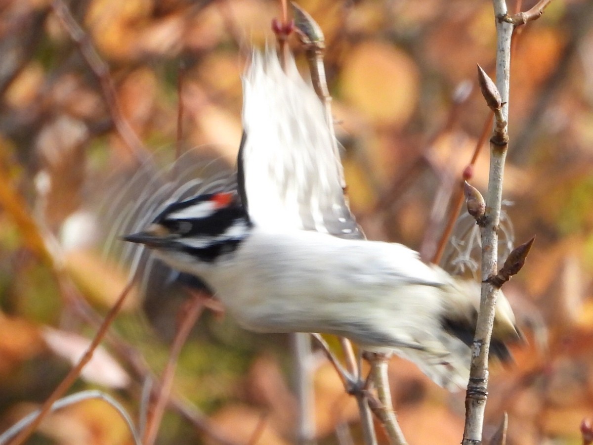 Downy Woodpecker - ML643470308