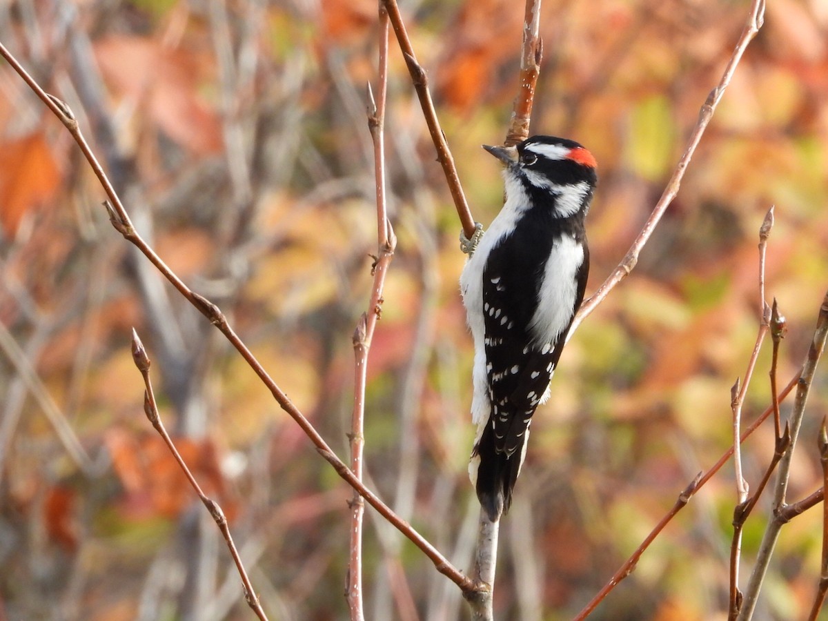 Downy Woodpecker - ML643470309