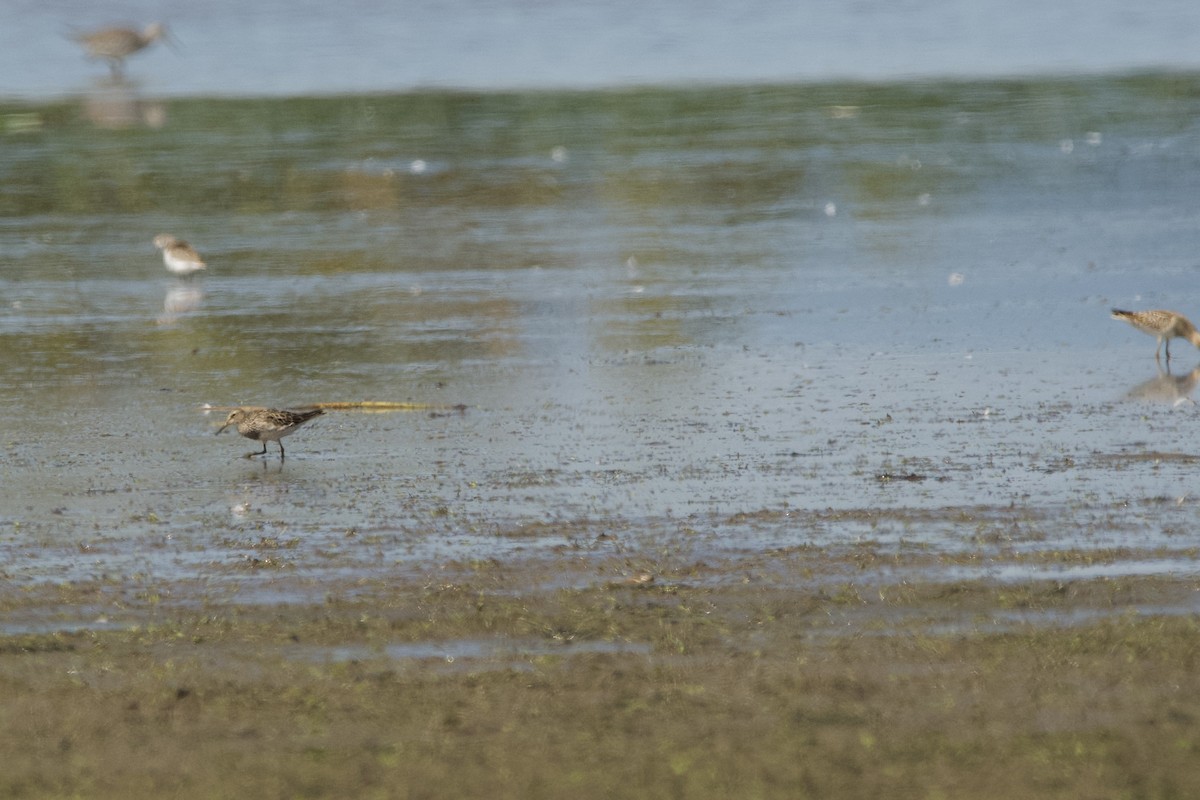Pectoral Sandpiper - ML643470337