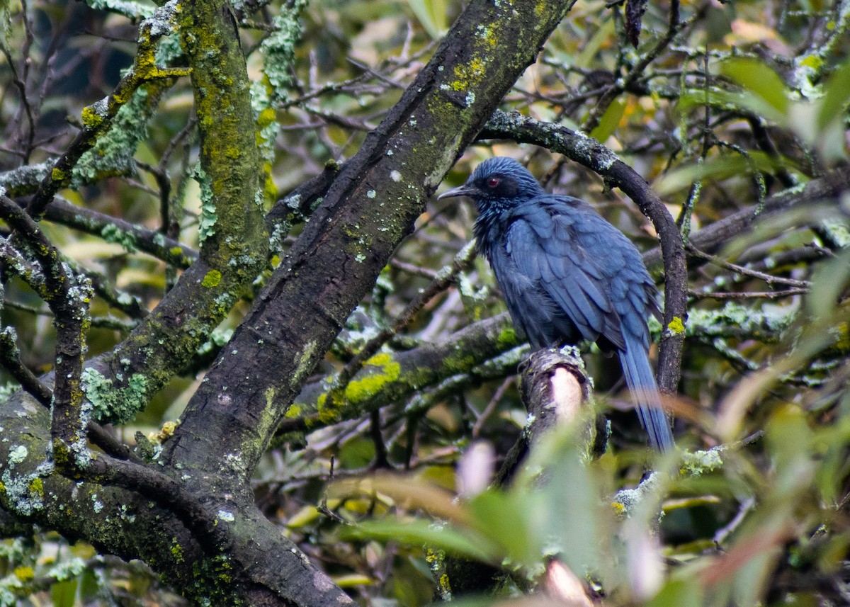 Blue Mockingbird - ML643470352