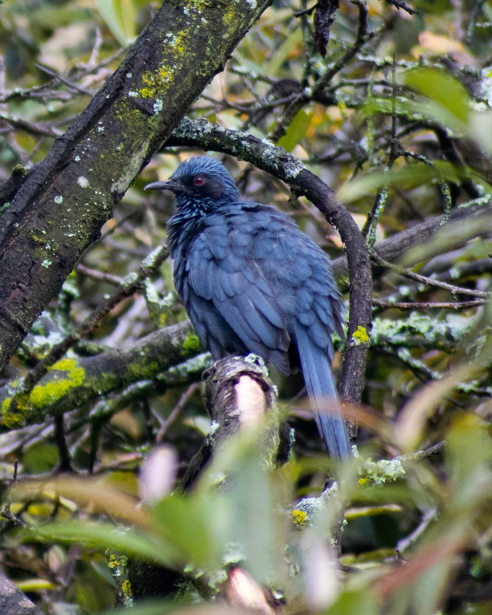 Blue Mockingbird - ML643470353