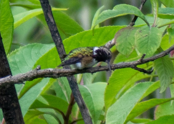 Bumblebee Hummingbird - ML643470357