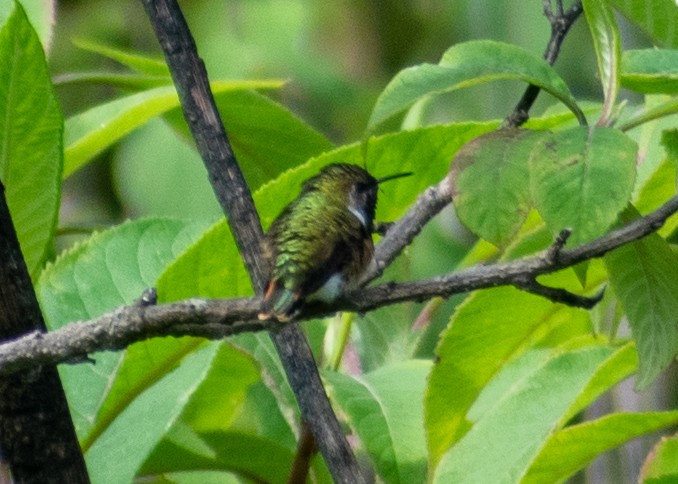 Bumblebee Hummingbird - ML643470358
