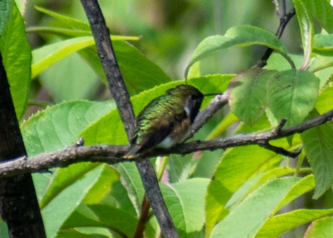 Bumblebee Hummingbird - ML643470359