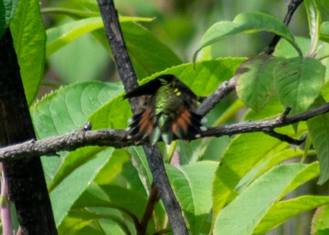 Bumblebee Hummingbird - ML643470360