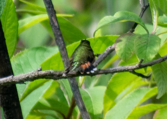 Bumblebee Hummingbird - ML643470363
