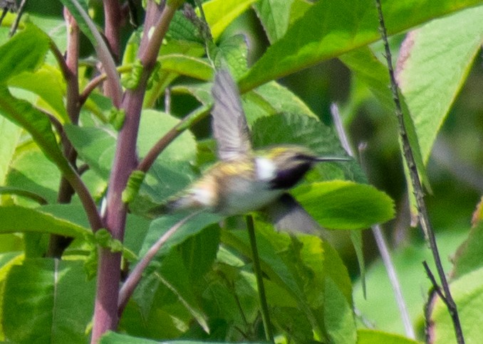 Bumblebee Hummingbird - ML643470364