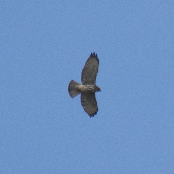Broad-winged Hawk - ML643470380