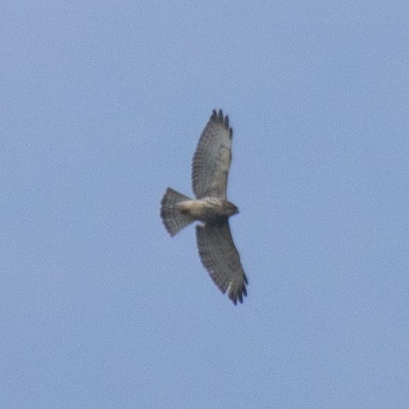Broad-winged Hawk - ML643470381