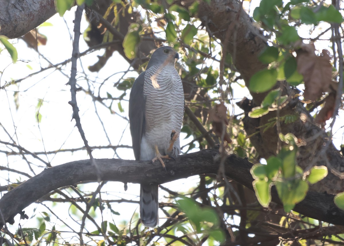 African Goshawk - ML643470382