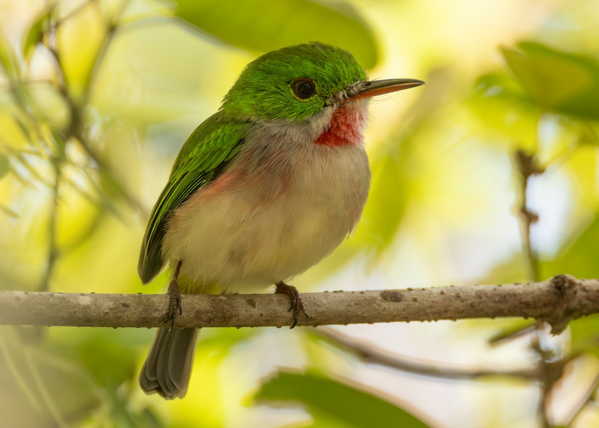 Ширококлювый тоди - ML643470387