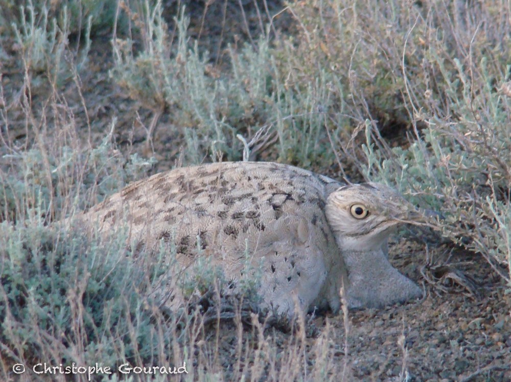 Macqueen's Bustard - ML64347041