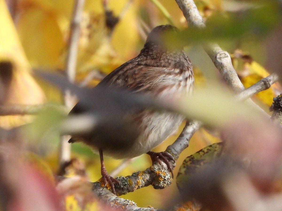 Song Sparrow - ML643470431