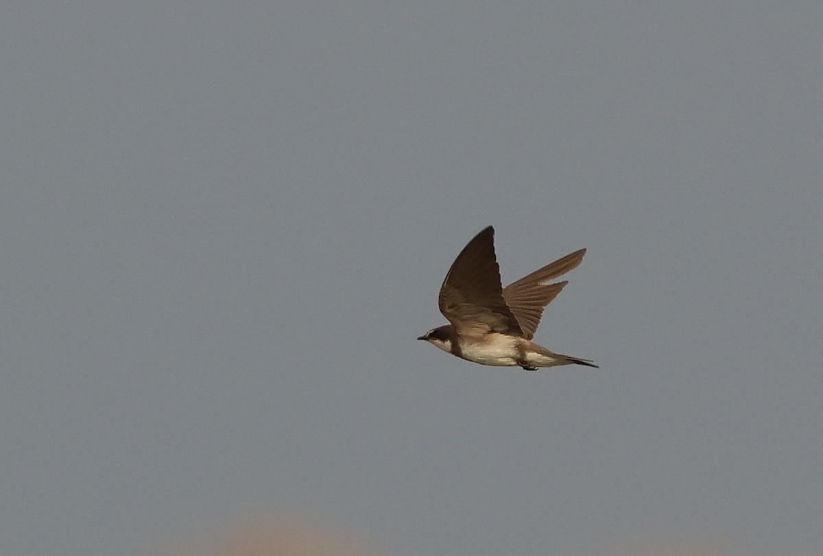 Banded Martin - ML643470433