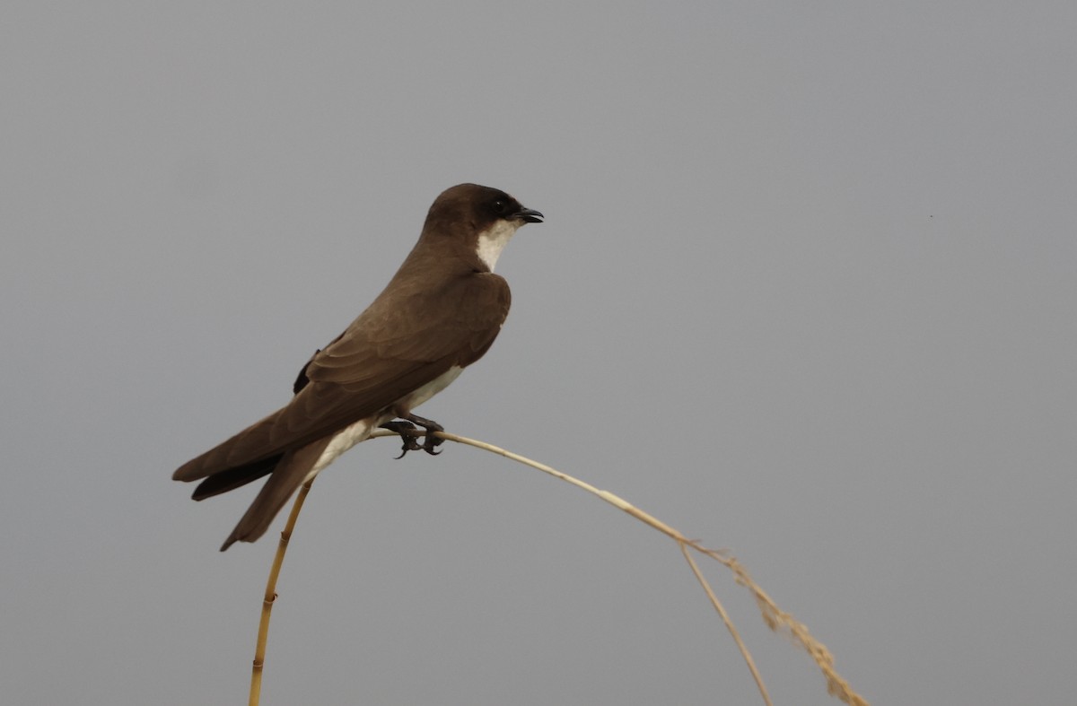 Banded Martin - ML643470434
