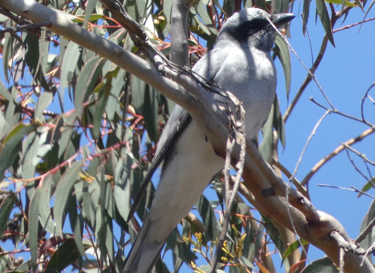 White-bellied Cuckooshrike - ML643470449