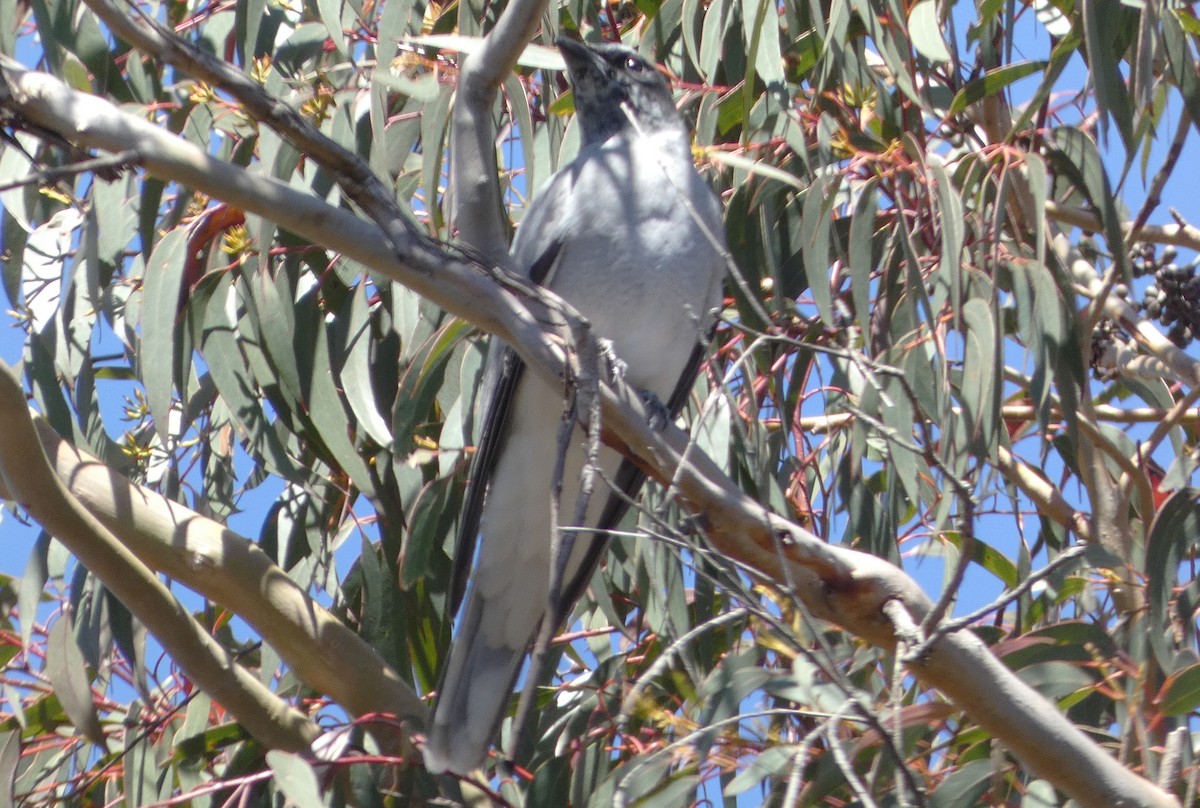 White-bellied Cuckooshrike - ML643470452