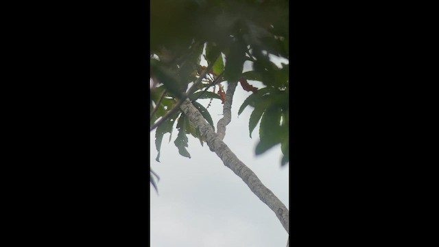 Channel-billed Toucan - ML643470455
