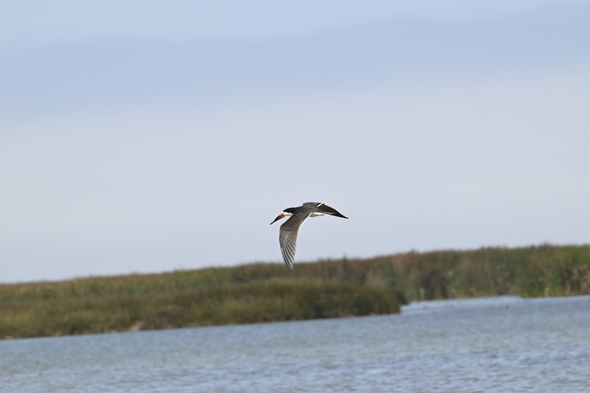 Black Skimmer - ML643470461
