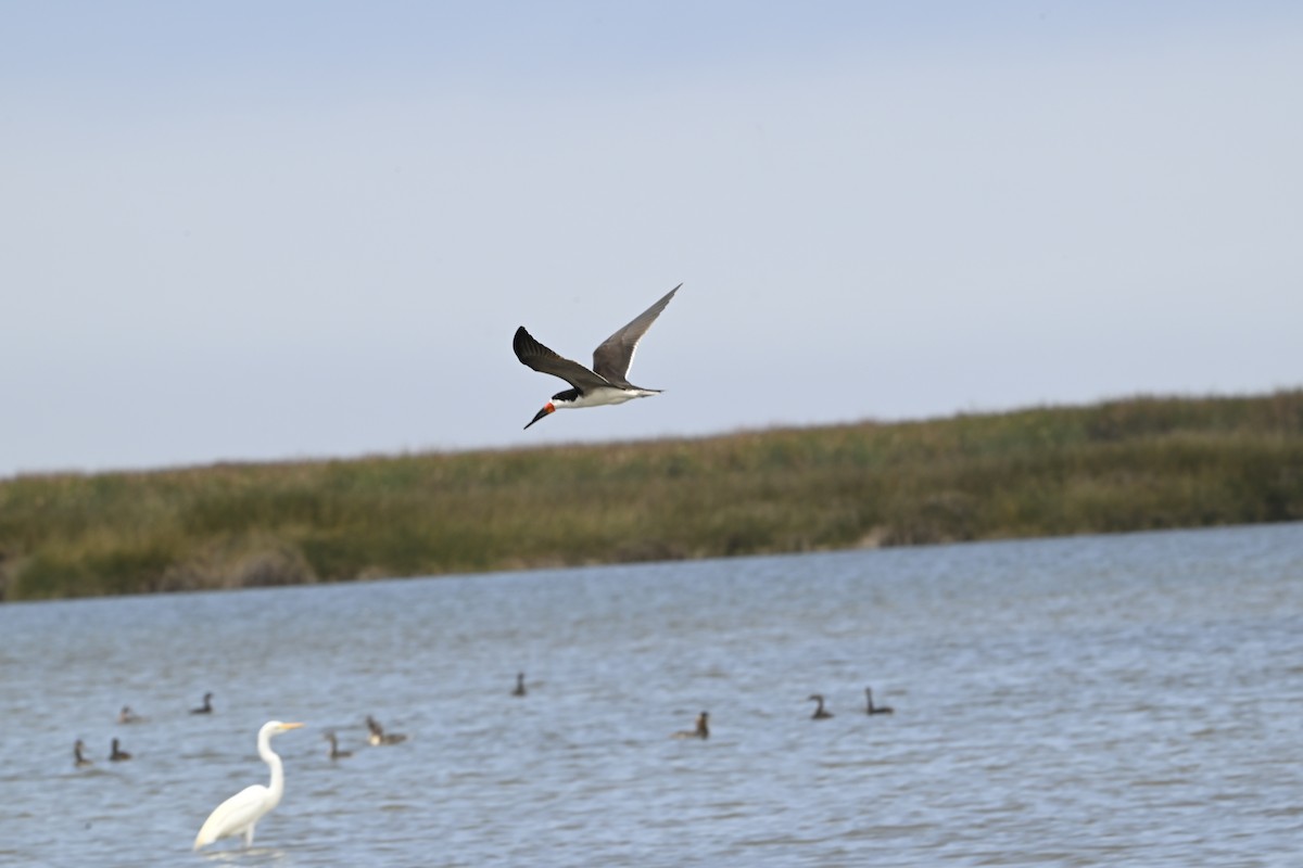 Black Skimmer - ML643470462