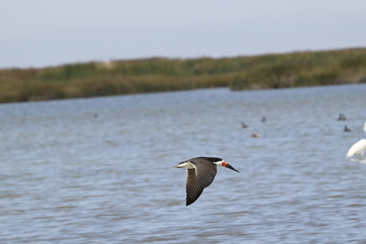 Black Skimmer - ML643470463