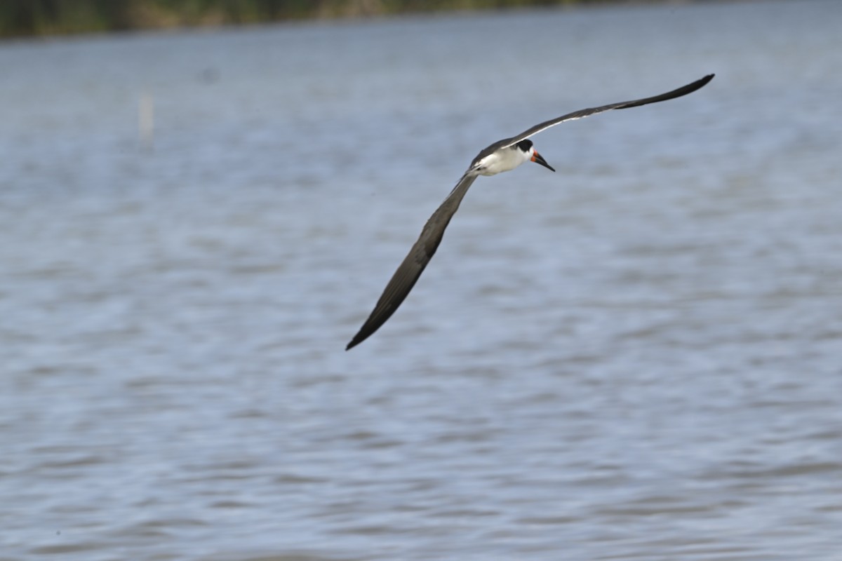 Black Skimmer - ML643470465