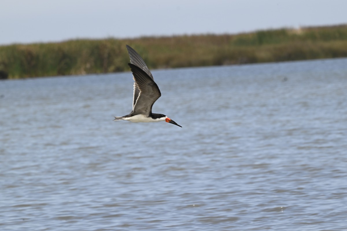 Black Skimmer - ML643470466