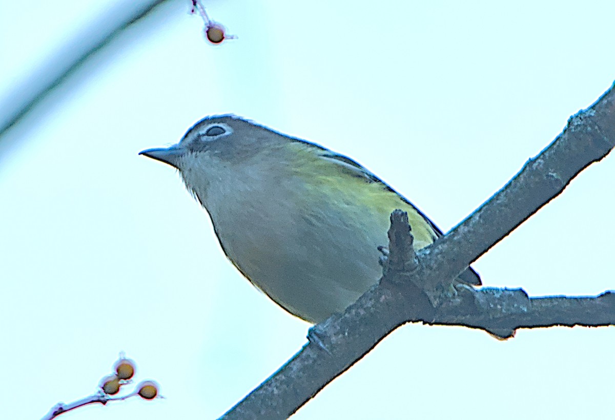 Blue-headed Vireo - ML643470475
