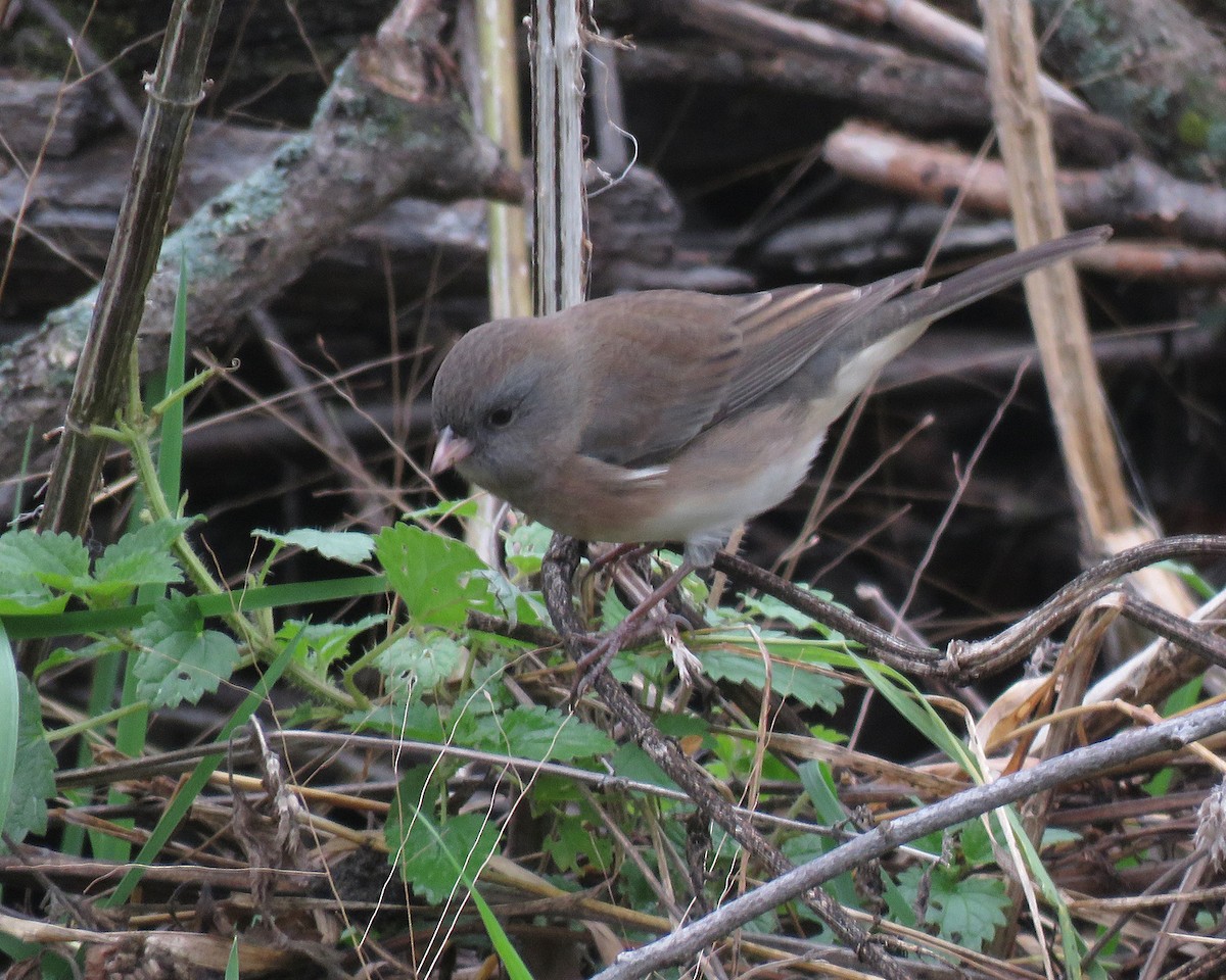 Dark-eyed Junco - ML643470521