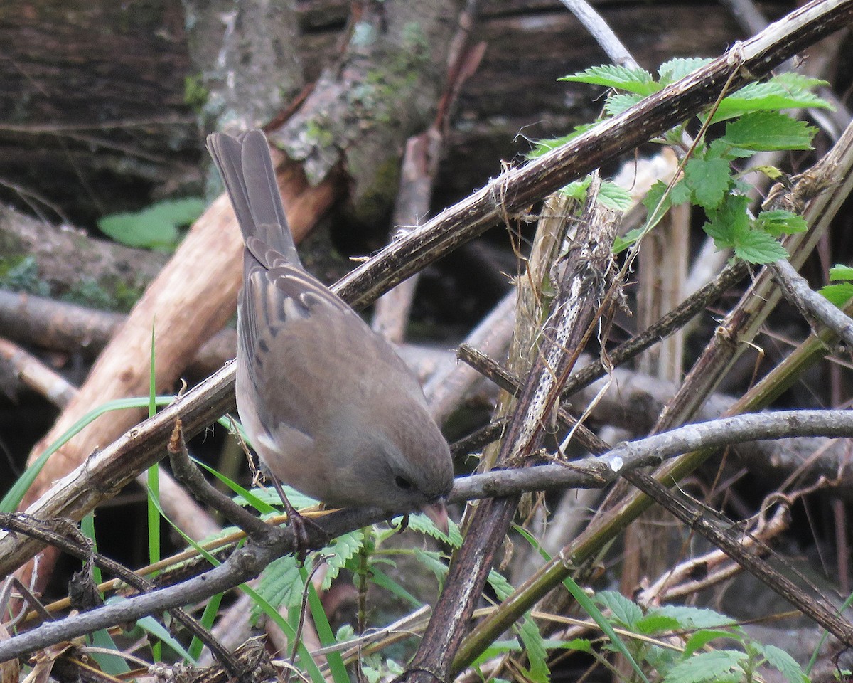 Dark-eyed Junco - ML643470522
