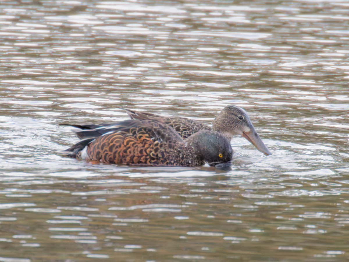 Australasian Shoveler - ML643470528