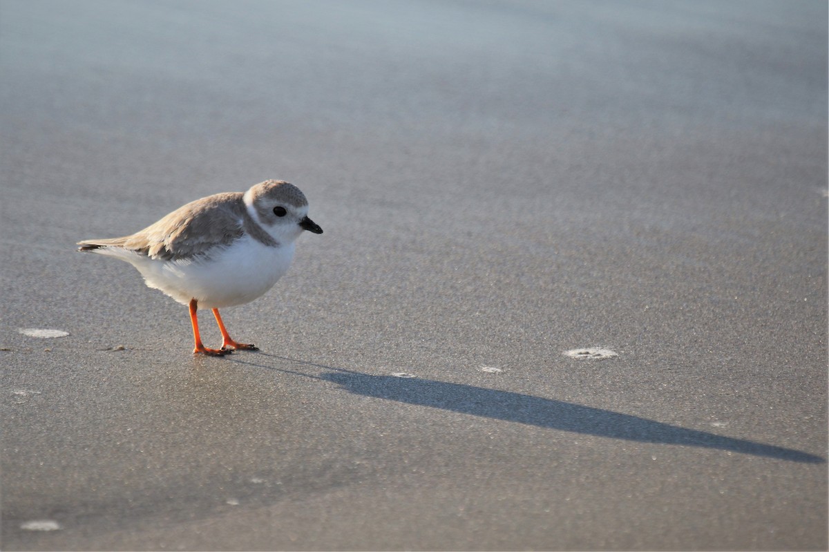 Piping Plover - ML643470531
