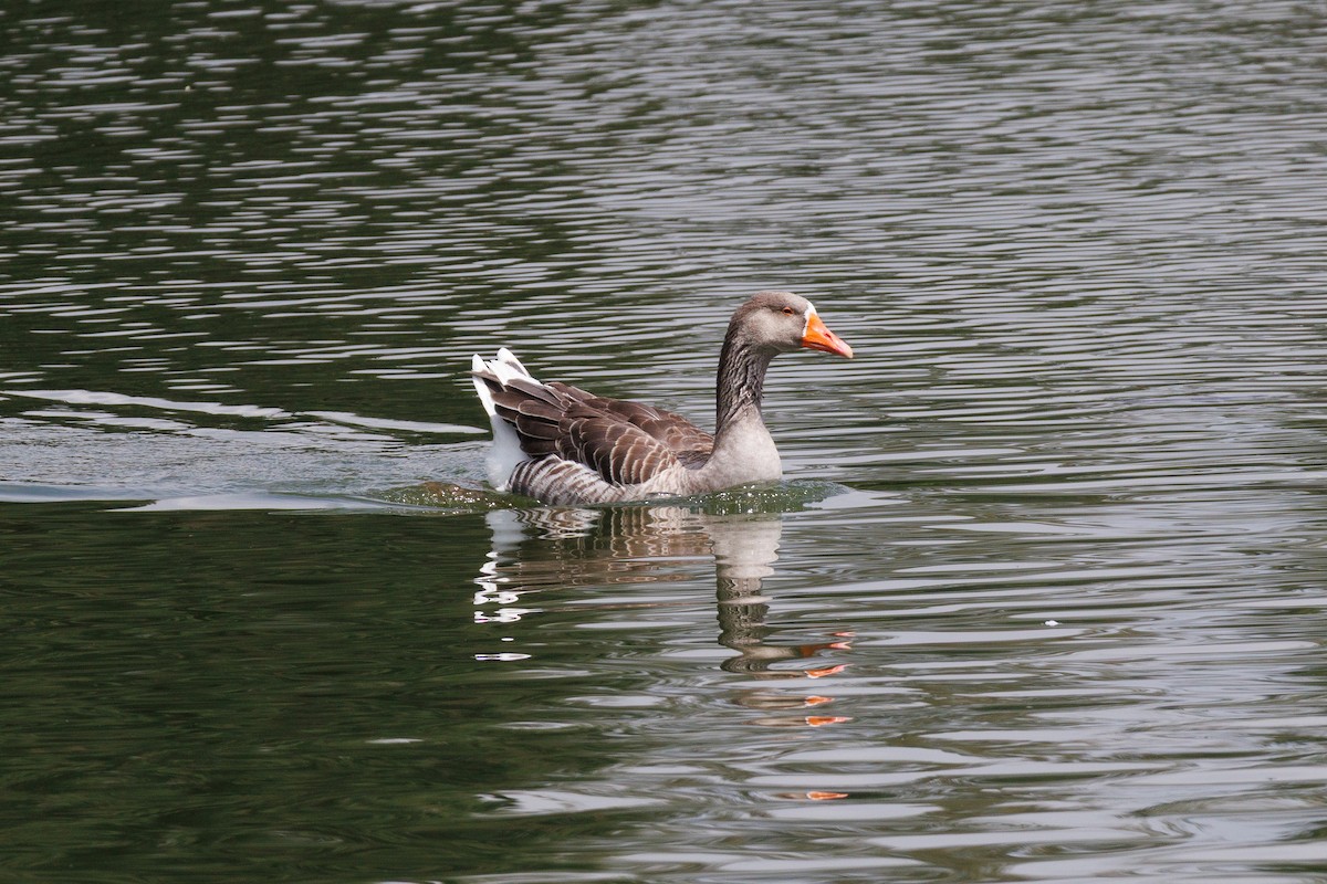 Graylag Goose (Domestic type) - ML643470532