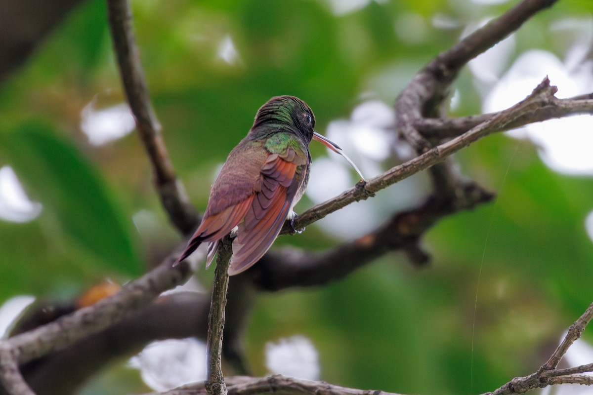 Berylline Hummingbird - ML643470559