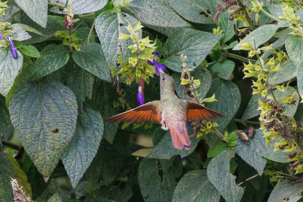Berylline Hummingbird - ML643470560