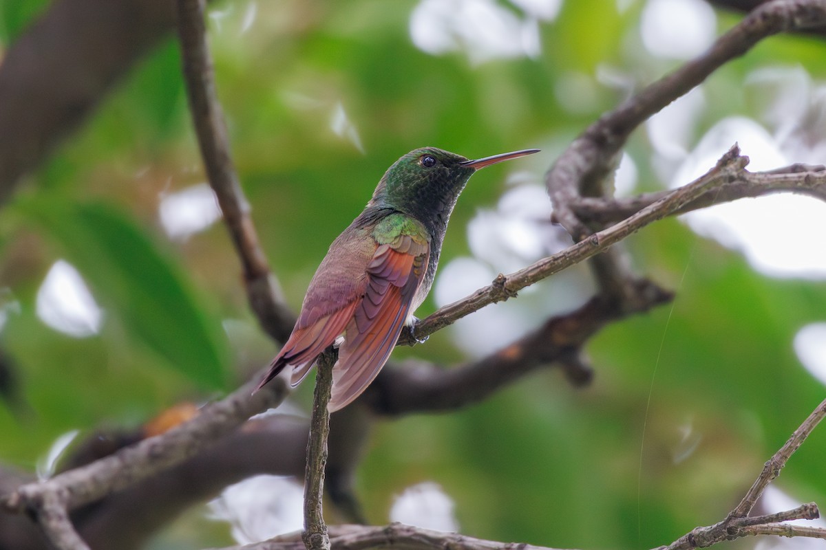 Berylline Hummingbird - ML643470561