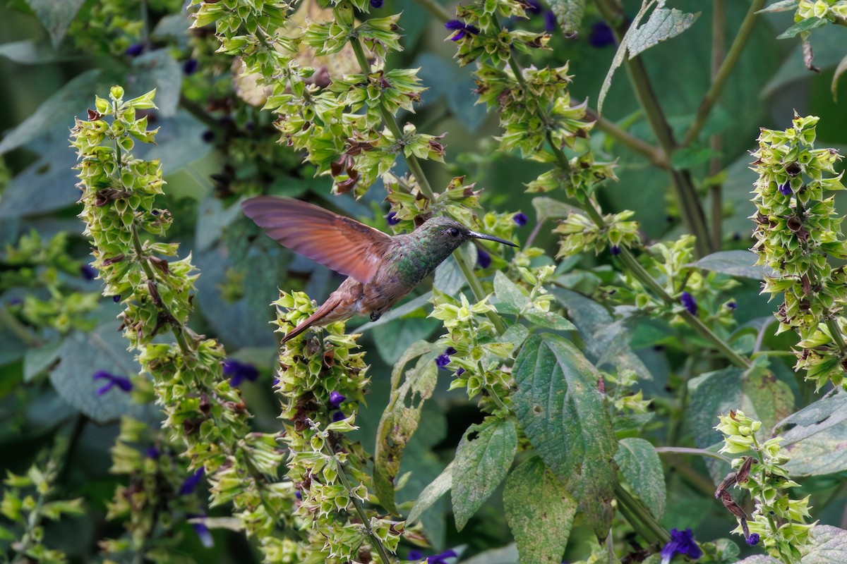 Berylline Hummingbird - ML643470562