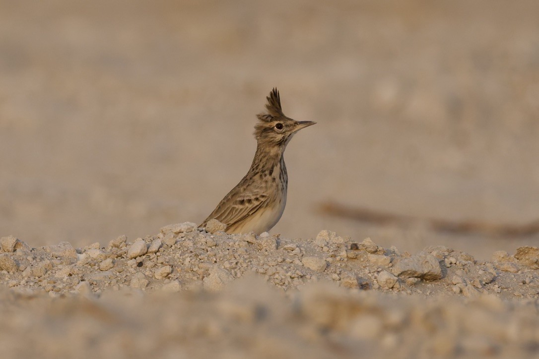 Crested Lark (Crested) - ML643470569
